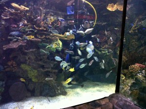 Diver feeding aquarium fish