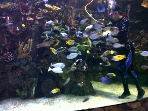 Diver feeding aquarium fish