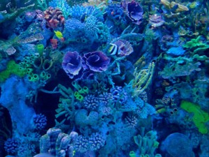New Reef Coral
