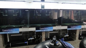 Quarantine Tanks 2-4